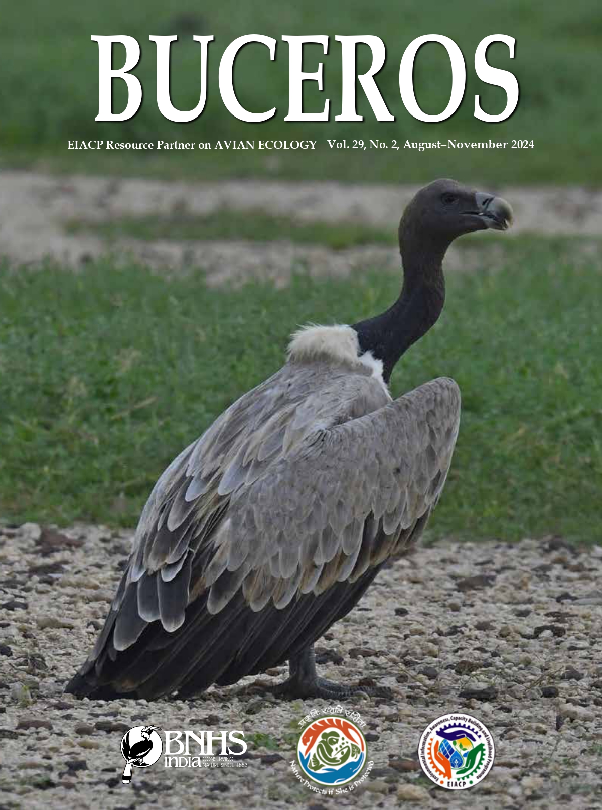 Latest Buceros